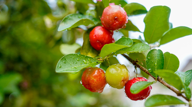 cherry tree with water on leaves and fruit
