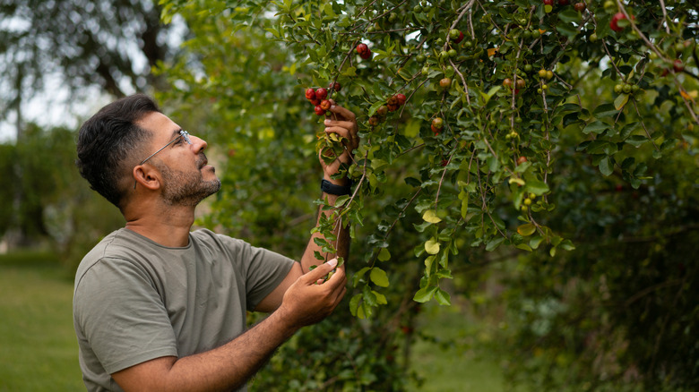 man harvesting cherry tree