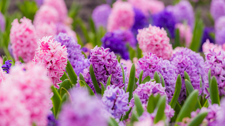 hyacinths