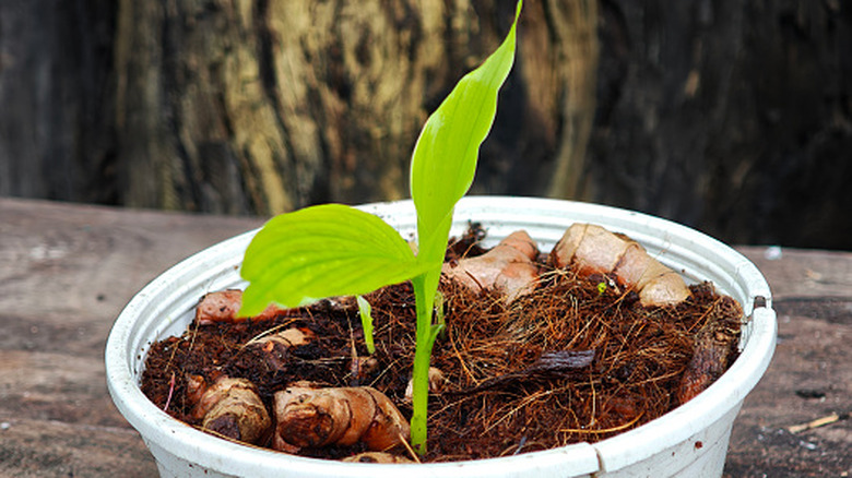 Fresh tumeric plant in a pot