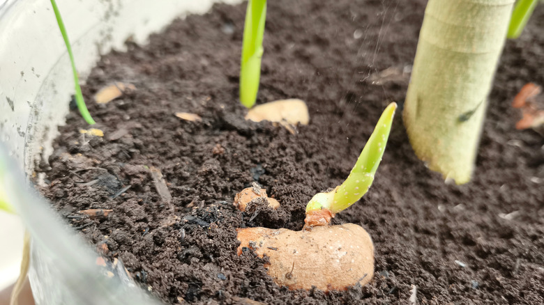 Turmeric sprouting in pot
