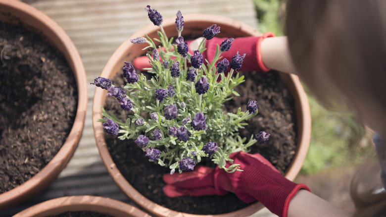 A person planting a lavender bush into a pot