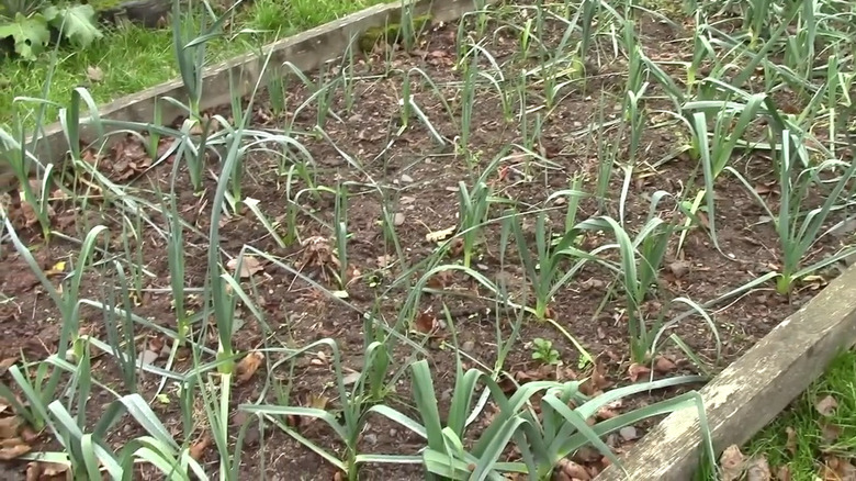 young leeks growing in a raised bed