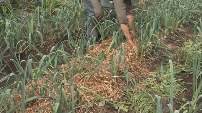 mulch and hill leeks to encourage blanching
