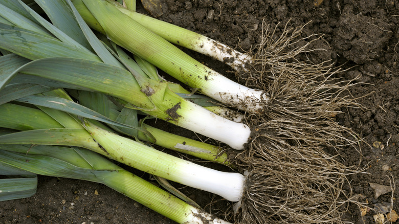 freshly lifted leeks from the garden