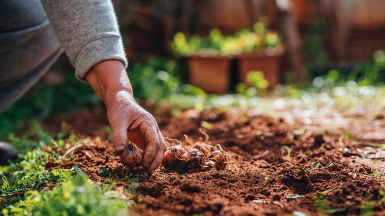 Person planting bulb