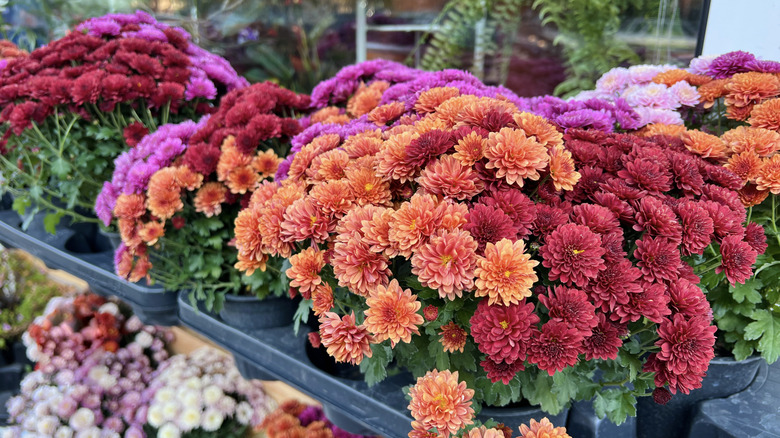 Many colors of chrysanthemums bloom in pots at a greenhouse.