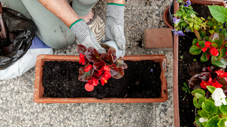 Transplanting begonias into a container