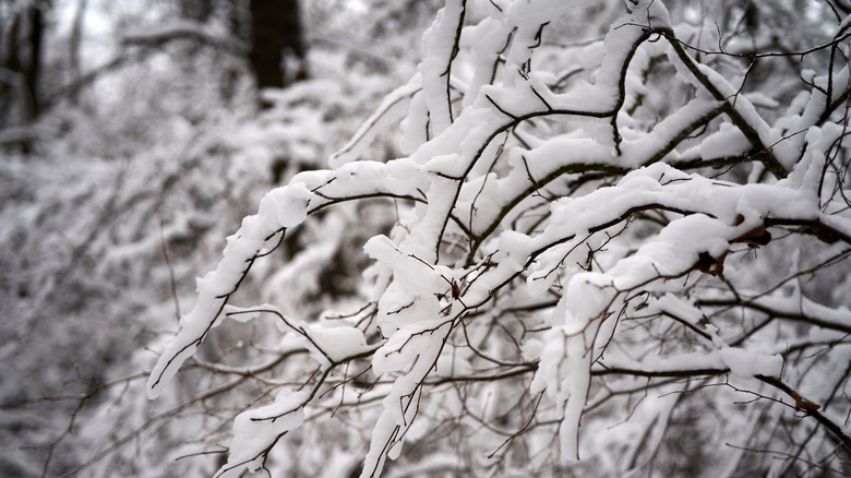 Snow on trees outside