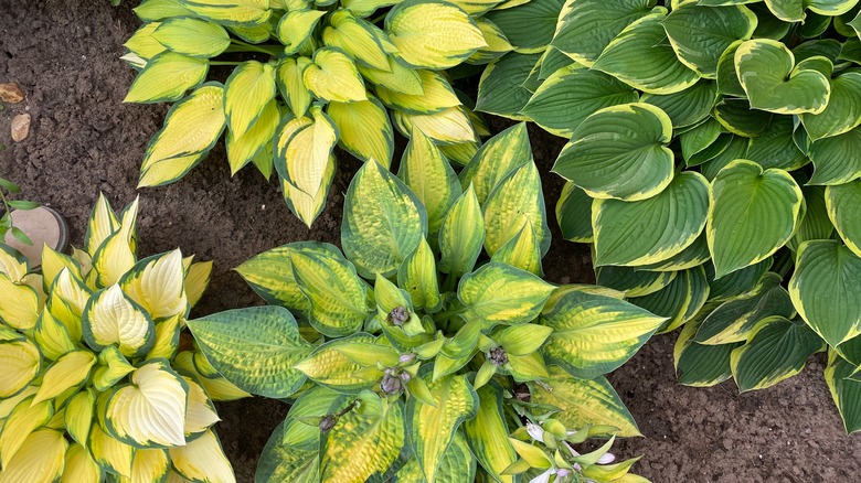 four hosta plants outside