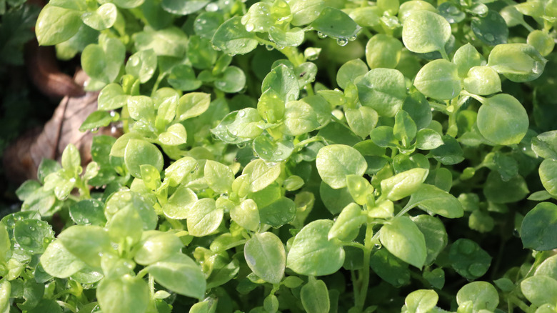 A bunch of oregano with water drops on the leaves