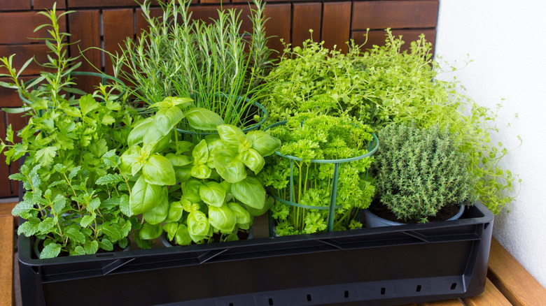 A bunch of herbs in individual containers in a big box, including oregano, parsley, and rosemary