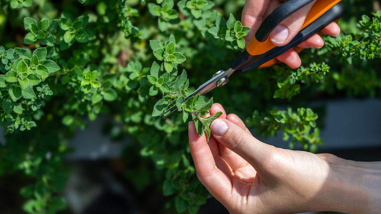 Two hands with a small set of pruning shears trimming off the tip of an oregano plant