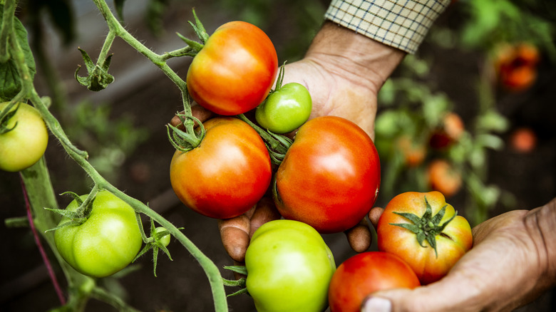 A man with a tan plaid shirt, holding a bunch of tomatoes that are green and red.