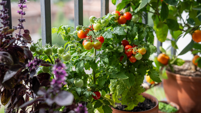 An indoor window setup with bushes of small ripe and unripe tomatoes.