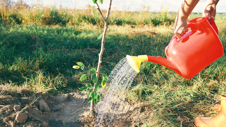 close up of person watering a young tree with a red watering can
