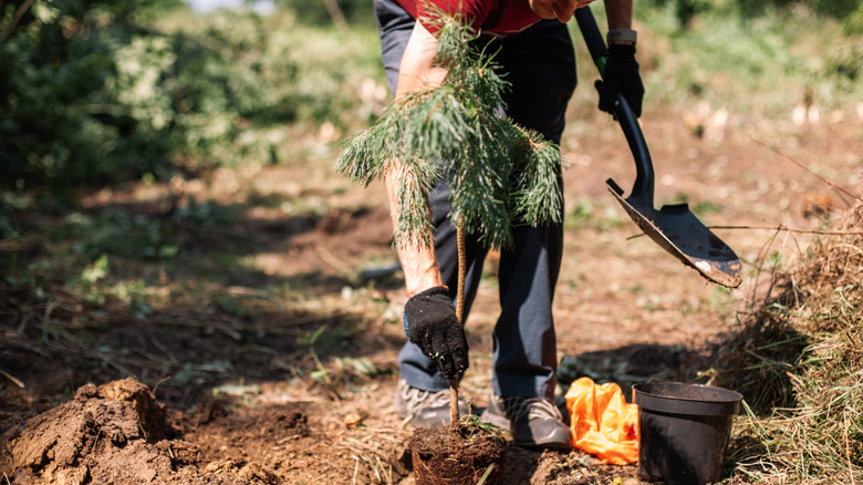 person transplanting a pine tree