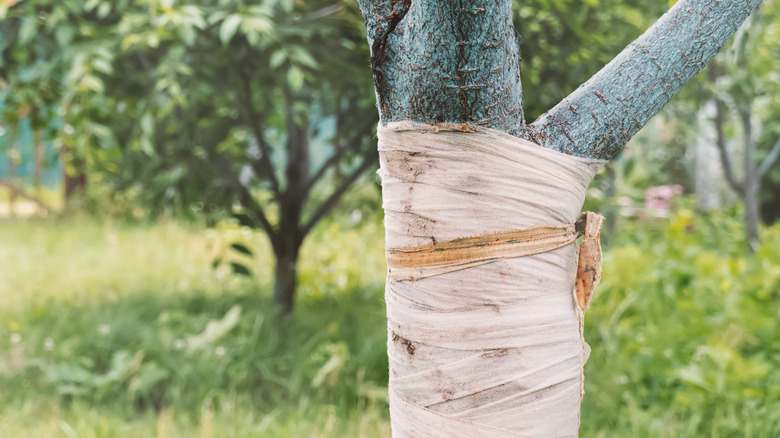 tree trunk wrapped in burlap