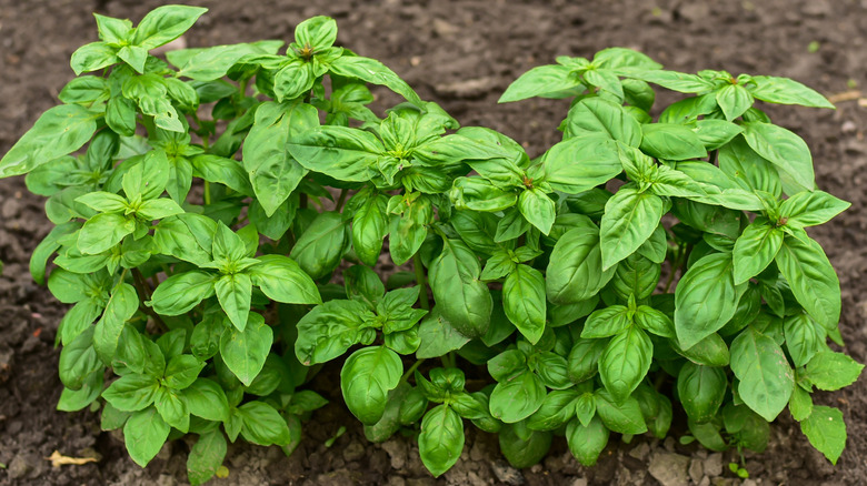 Green basil plants growing outdoors in the dirt.