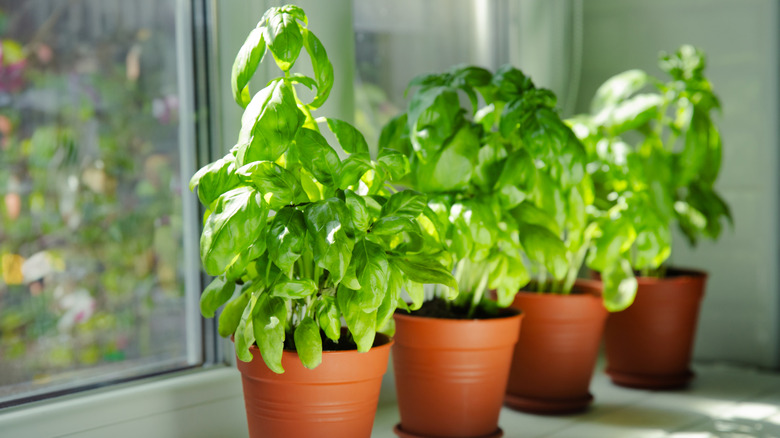 Three basil plants growing in clay pots on a windowsill.