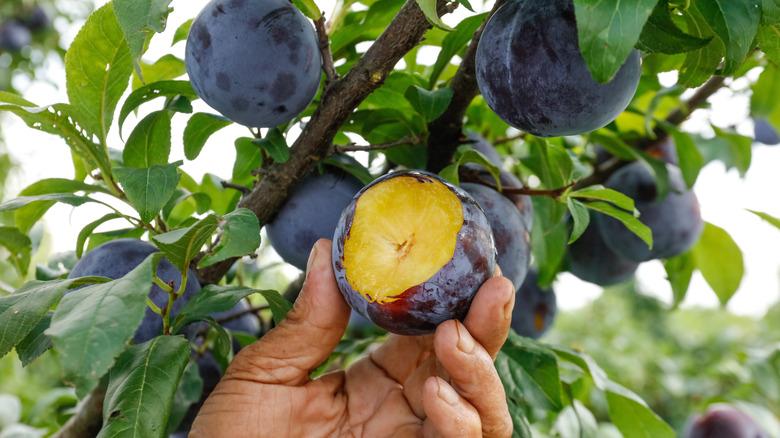 Fresh plums growing on tree with yellow flesh