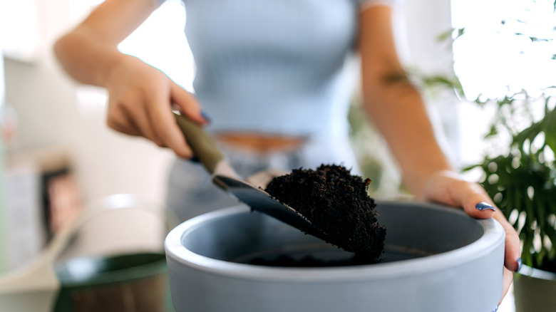Woman planting in pot at home