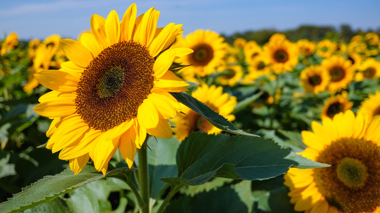 field of sunflowers in the sunshine
