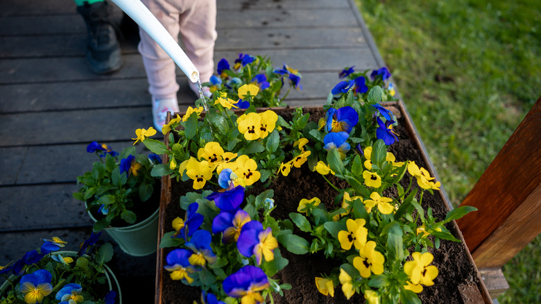 Purple and yellow pansies are being watered in containers and a raised bed