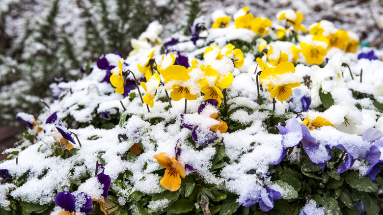 Colorful pansies growing in the snow