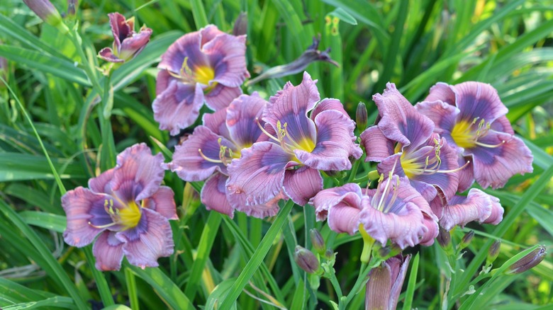 purple daylilies