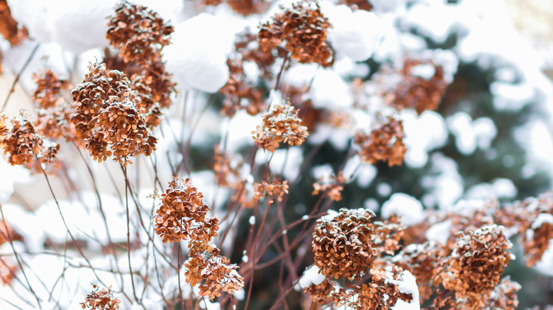 Hydrangea in snowy weather