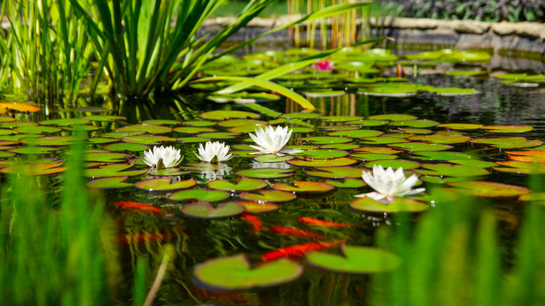 close up of koi pond with lily pads
