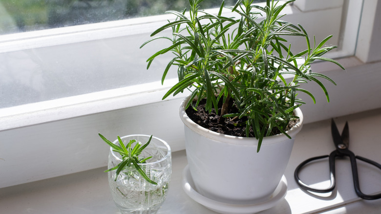 A pot of rosemary on a windowsill with a rosemary sprig in a glass of water