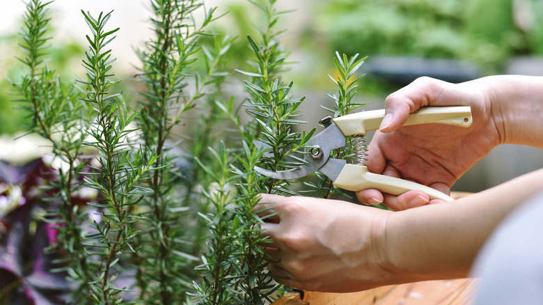 Gardener taking a rosemary cutting