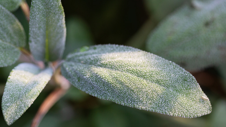 closeup of a green sage leaf with frost on it.