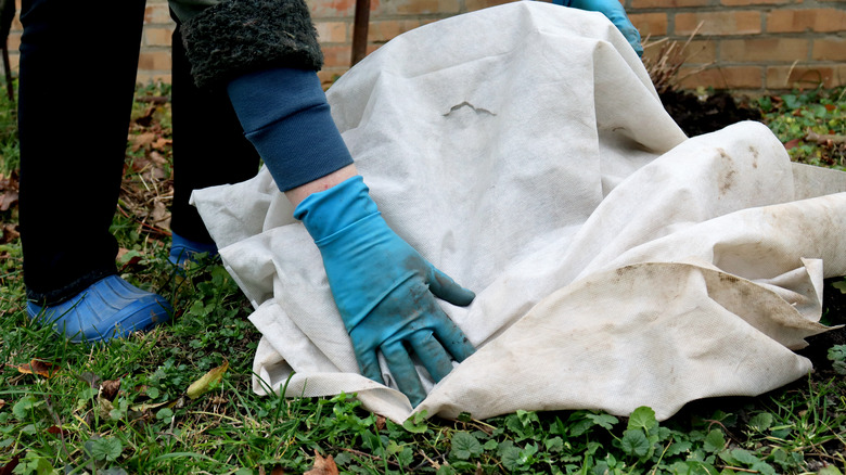 A gardener covering a plant with a frost blanket