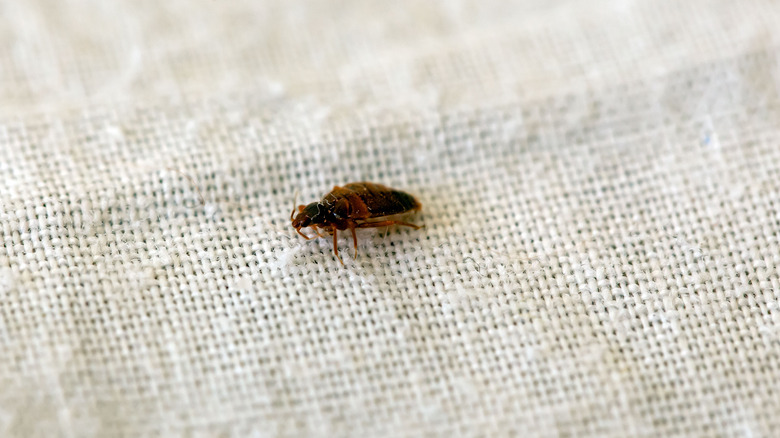 a bed bug crawls on a sheet