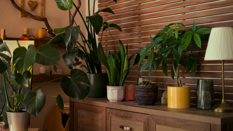 Collection of various tropical houseplants displayed in living room.