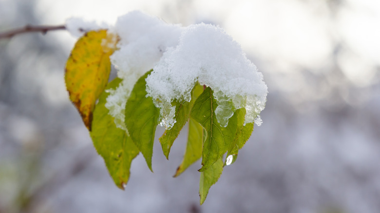 Snow piled onto a tree leaf