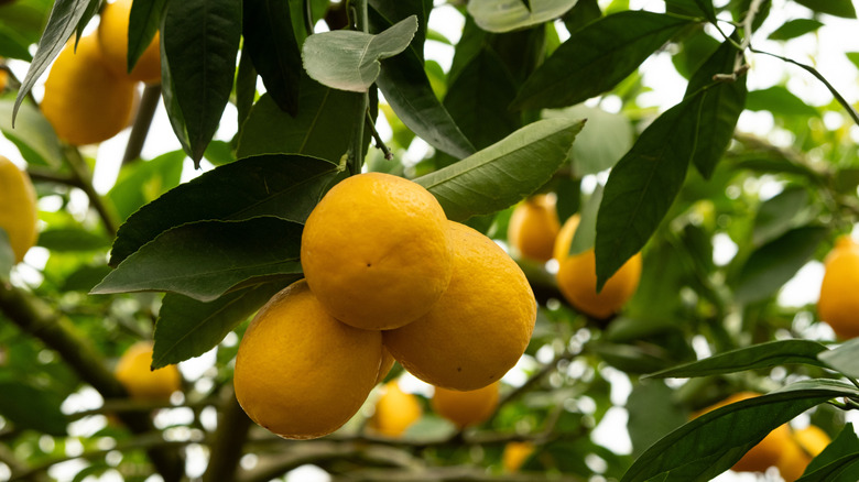 Yellow lemons growing on tree with green leaves.