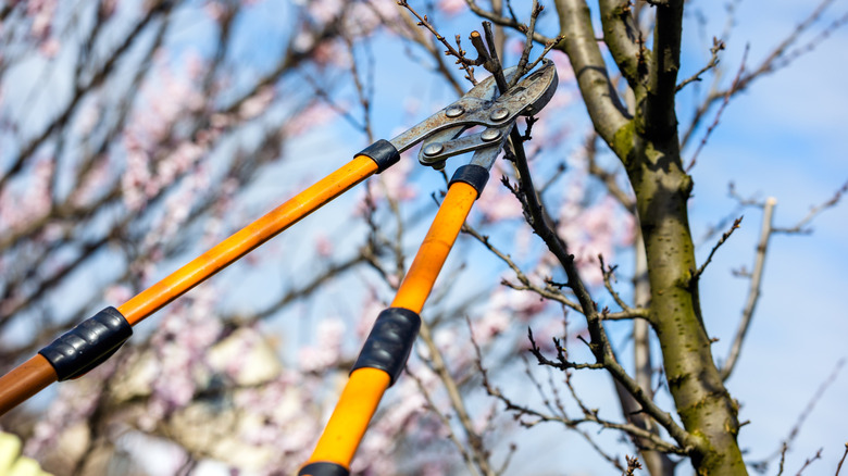 Person using long-handled yellow pruners on tree without leaves.