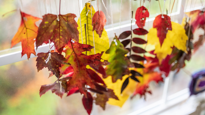 Colorful fall leaves outside