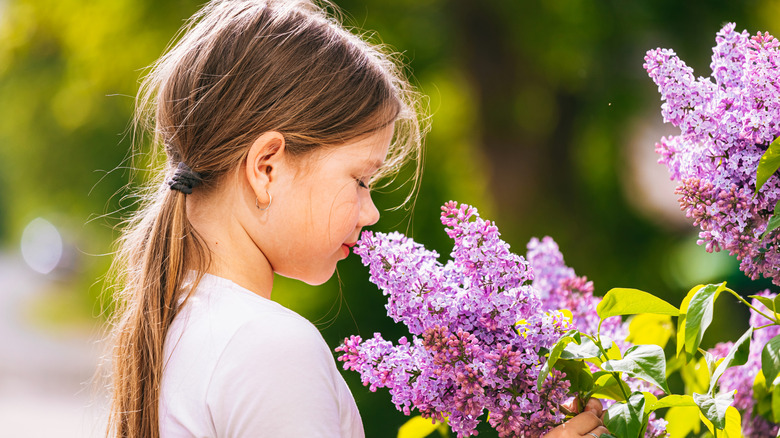 Little girl sniffs purple lilac flowers