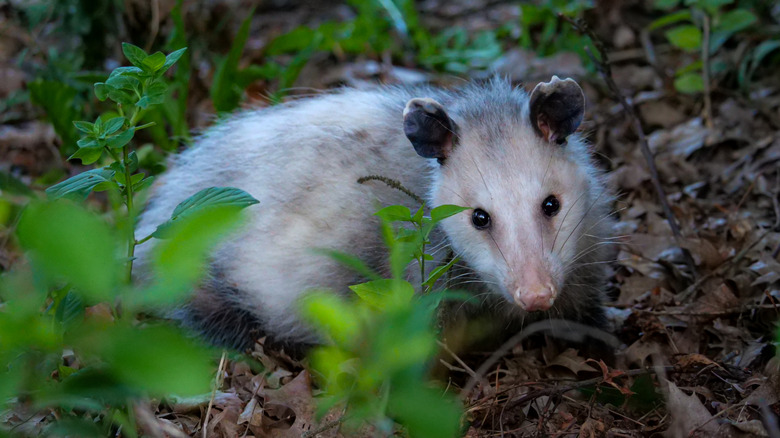 opossum in yard