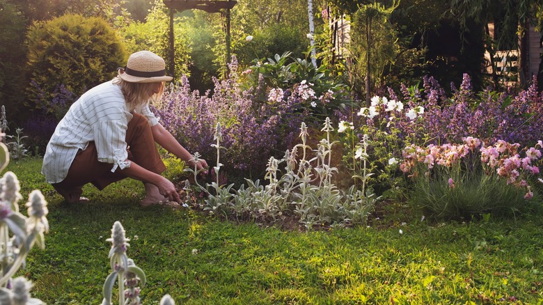 Woman gardener working in garden flower bed
