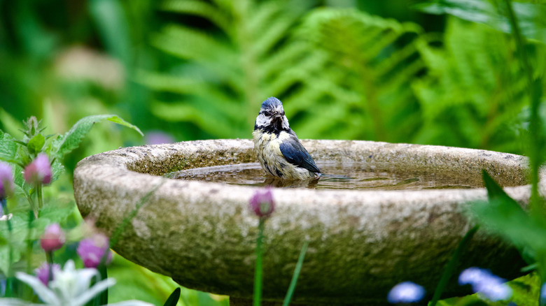 Bird standing in a concrete bird bath.