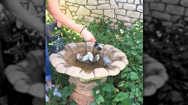 Person sprinkling First Saturday Lime into a bird bath to prevent algae.