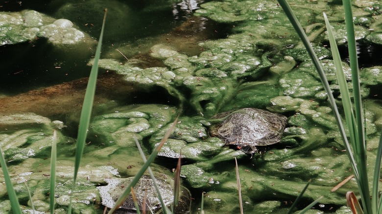 Blanket weed in pond