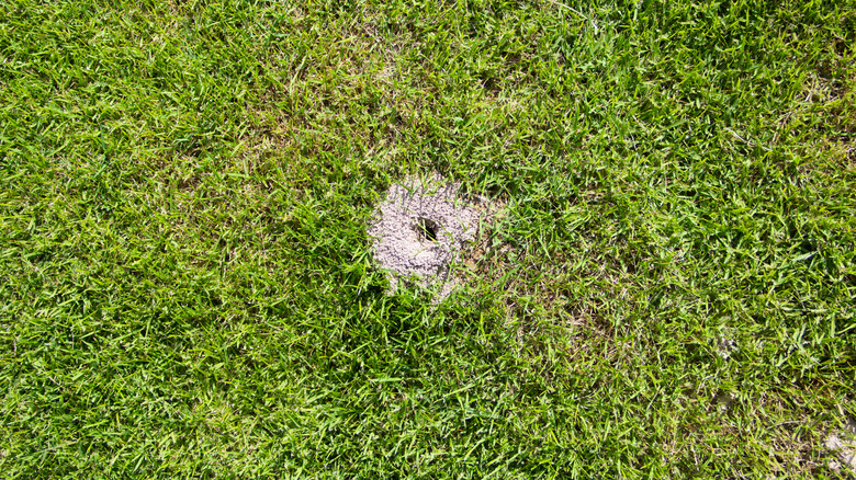 ant hill in a yard