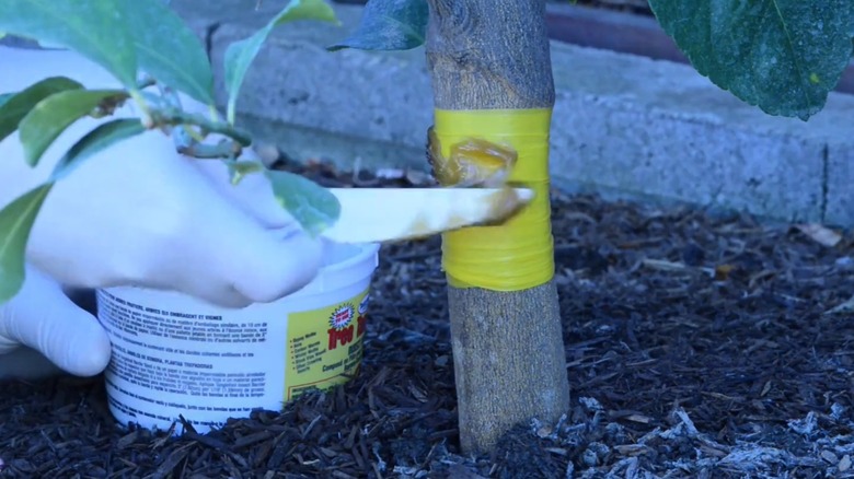 Gloved hands applying Tanglefoot over a yellow tree band